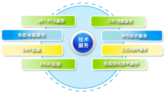 技术服务 驱动企业数字化转型的核心引擎